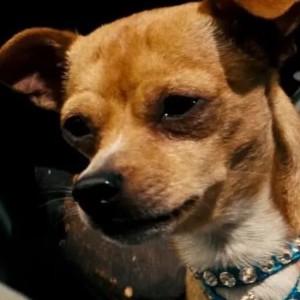 chester the chihuahua